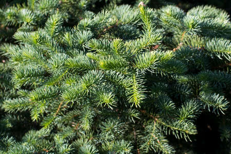 Branches with coniferous tree needles illuminated by the evening sun.の写真素材