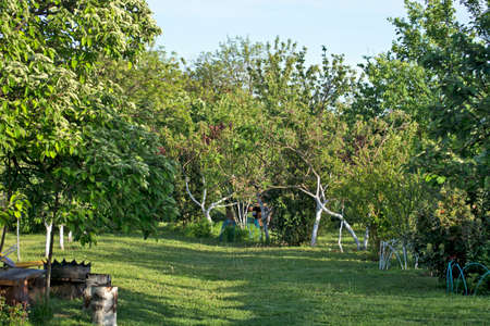Sunset and shadows in a beautifully landscaped village yard full of greenery.の写真素材