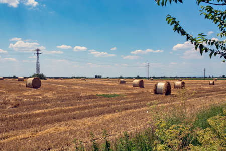 A field where wheat was mowed and after that baled straw remained in nylon. Straw is used for animal feed.の写真素材