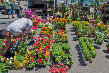 Neos Marmaras, Greece, May 30, 2019. Market sale of potted and other flowers in the open. A lot of curious tourists visit this market and admire the variety, smell and colors of flowers.のeditorial素材