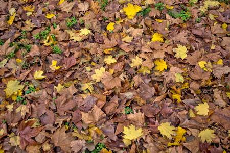 The leaves fell from the trees on the ground in deep autumn and the beginning of real winter. The leaves will enrich the soil with their rot for a new life cycle.の写真素材