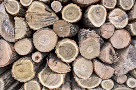 Firewood is stored in the household for use when winter arrives.
