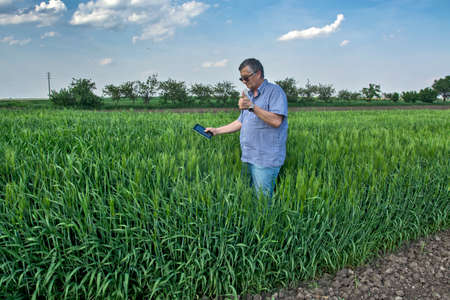 A farmer in the field checks the quality of early wheat. The control helps him his tablet computer.の写真素材