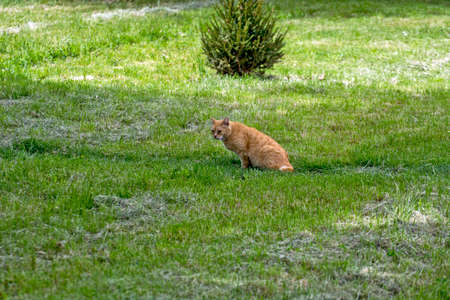 A big beautiful cat is lying and resting in the grass. The cat has an eye problem.の写真素材