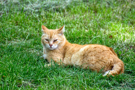 A big beautiful cat is lying and resting in the grass. The cat has an eye problem.の写真素材