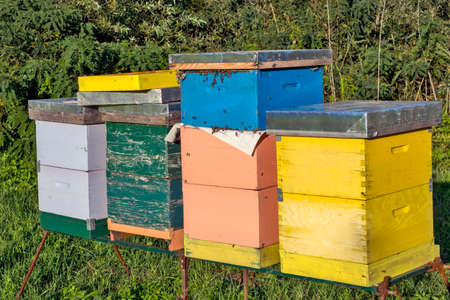 Colorful hives with bees illuminated by the evening sun that is preparing to set.