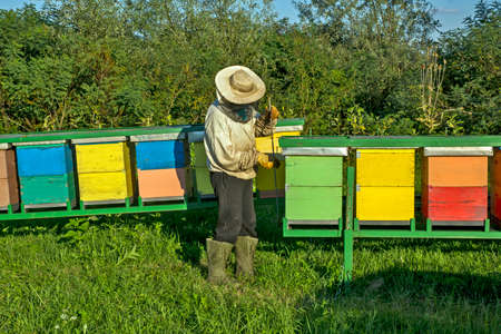 The beekeeper works and inspects the hives and bees. He does this often because it is mandatory to control the amount of honey.の写真素材