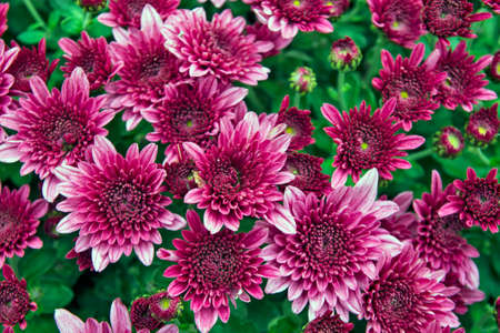 Beautiful light pink chrysanthemum flower mix on display for sale.の写真素材