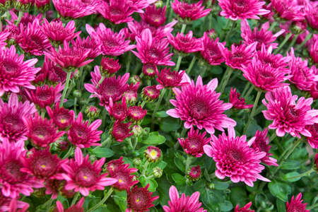 Beautiful light pink chrysanthemum flower mix on display for sale.の写真素材