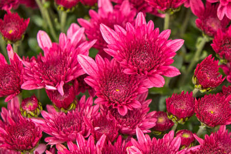 Beautiful light pink chrysanthemum flower mix on display for sale.の写真素材