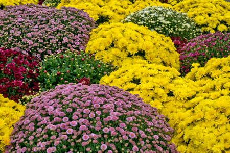 Beautiful colorful flowers exposed to the eyes. The flowers are on display for sale.の写真素材