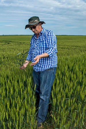 An agronomist or farmer in a field of grain that he controls. Examines the appearance of the tree and root system as well as the quality of the grain.の写真素材