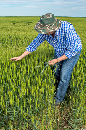 An agronomist or farmer in a field of grain that he controls. Examines the appearance of the tree and root system as well as the quality of the grain.の写真素材