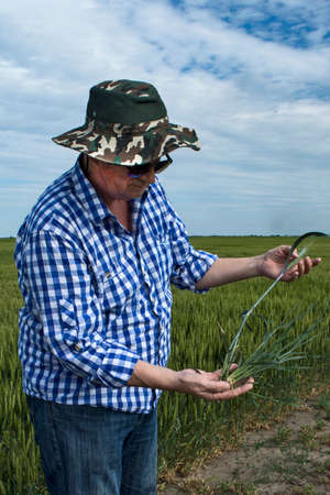 An agronomist or farmer in a field of grain that he controls. Examines the appearance of the tree and root system as well as the quality of the grain.の写真素材