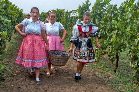 Aradac, Serbia, September 7, 2019. Girls carry a basket of freshly picked grapes through the vineyard. Traditional Slovak celebration of the beginning of the grape harvest.のeditorial素材