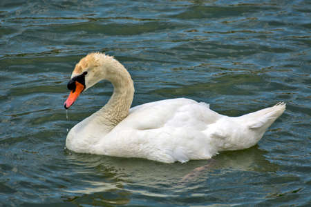 A swan floats on a river or lake near the shore. He watches the coast and guards his territory.の写真素材
