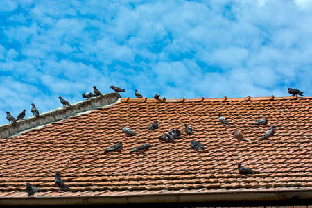 A group of pigeons resting on the roof tile of a building. They absorb the sun's rays and enjoy a sunny summer day.の写真素材