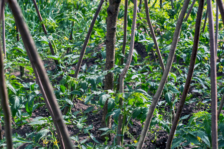 Growing tomatoes for their own needs in a modest farm.の写真素材