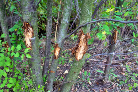 Every year, wild boars damage the bark of the trees where they pass.の写真素材