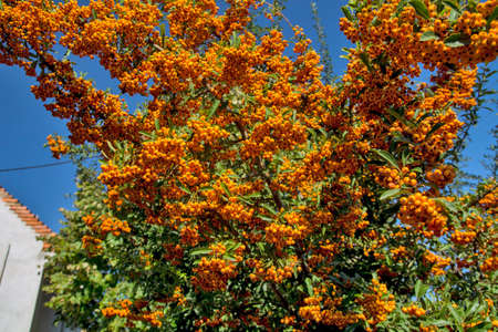 Orange berries on a tree in front of the house. The berries are illuminated by the autumn sun. They are the decoration of the house.の写真素材