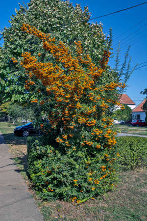 Orange berries on a tree in front of the house. The berries are illuminated by the autumn sun. They are the decoration of the house.の写真素材