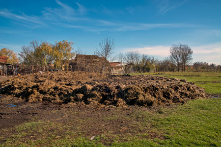 A pile of old manure cow dung in a meadow. The fertilizer stands on the meadow and after ripening it will be taken to the fields.の写真素材