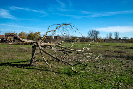 An old tree trunk that was broken by a storm and that stands as a memory of the storm.の写真素材