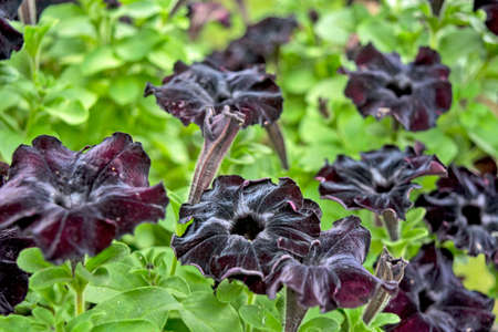 Beautiful decorative plants flower Petunia waiting on customers.の写真素材