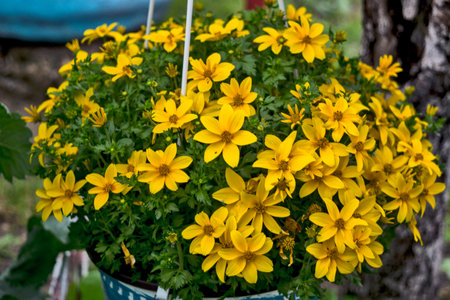 Beautiful Caltha flowers bloom in the garden.の写真素材