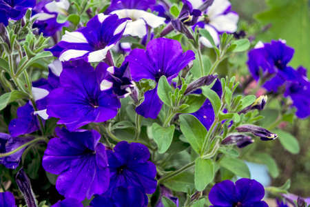 Beautiful decorative plants flower Petunia waiting on customers.の写真素材