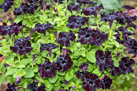 Beautiful decorative plants flower Petunia waiting on customers.の写真素材