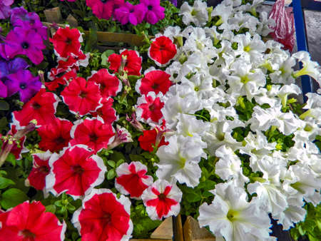 Beautiful decorative plants flower Petunia waiting on customers.の写真素材