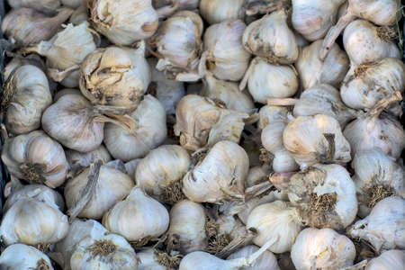 Selling garlic heads in a pile in a crate. Garlic is very healthy for human consumption.の写真素材