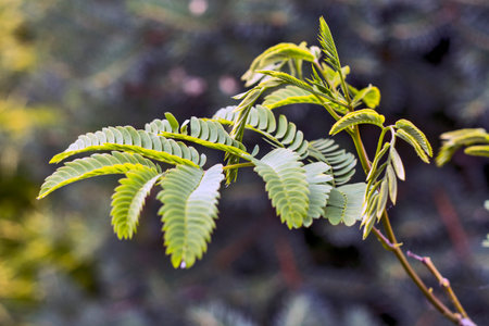 Spring shoots of Albizia julibrissin tree. This beautiful ornamental tree is located in the yard of a private house.の写真素材