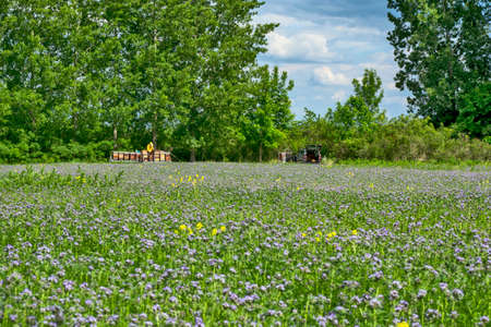 Beekeeper in the field of Phacelia tanacetifolia. Controls the situation with honey and bees.の写真素材