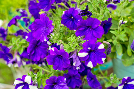 Beautiful decorative plants flower Petunia waiting on customers.の写真素材