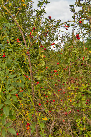 A tree with lots of rose hips waiting to be picked. Excellent marmalade is made from it.の写真素材