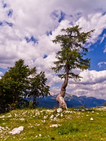 Thunder resistant tree on the top of the Vogel mountainの写真素材
