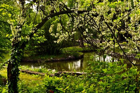 Spring in a park with a trees full of white flowersの写真素材