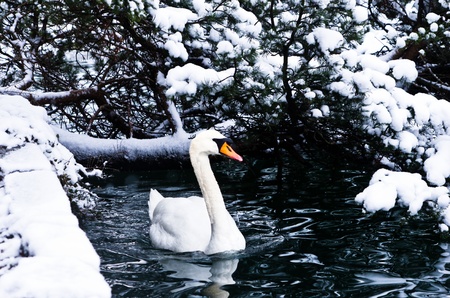 Swan on a lake in winter alpen environment, Bled, Slovenia