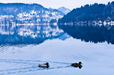 Ducks on lake Bled, Slovenian Alpsの写真素材