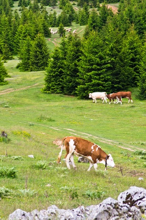 Cows and sheeps at mountain meadows, Beljanica, Serbiaの写真素材