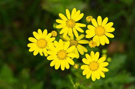 Yellow mountain flowersの写真素材