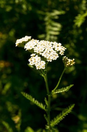 White flowers in deep shade of Trenjica gorge, west Serbiaの写真素材