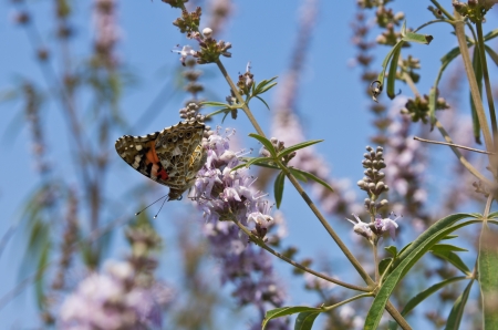 Butterfly on a flower by the lake near Porto Koufo in Greeceの写真素材