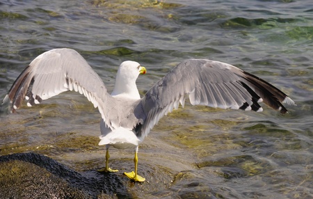 Seagull spreading wings on a rock by the sea, Chalkidiki, Greeceの写真素材