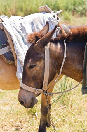Donkeys - best transportation through greek mountains, Sithonia, Greeceの写真素材