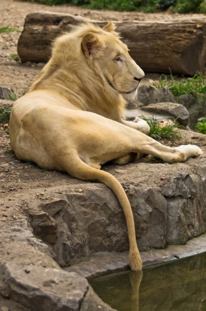 White african lion taking an afternoon rest at Belgrade zooの写真素材