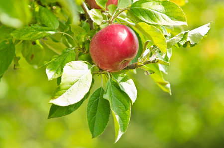 Closeup of a red apple on a tree at orchardの写真素材