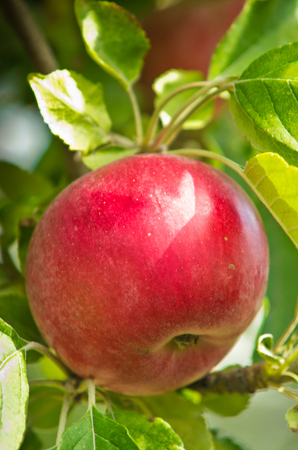 Closeup of a red apple on a tree at orchardの写真素材